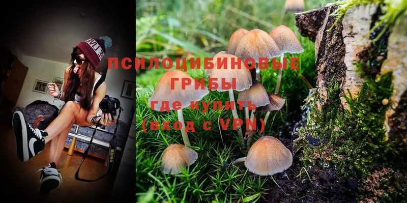 Псилоцибиновые грибы Psilocybine cubensis  Сыктывкар 